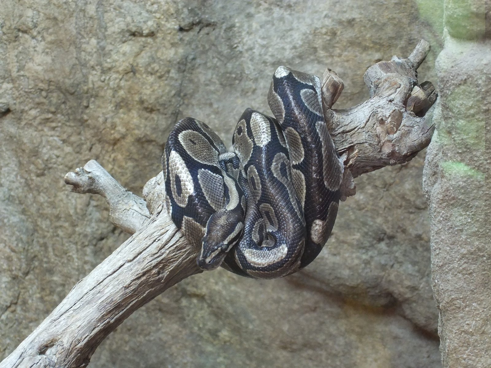 Facilitating Natural Behaviors (image credits: wikimedia)
