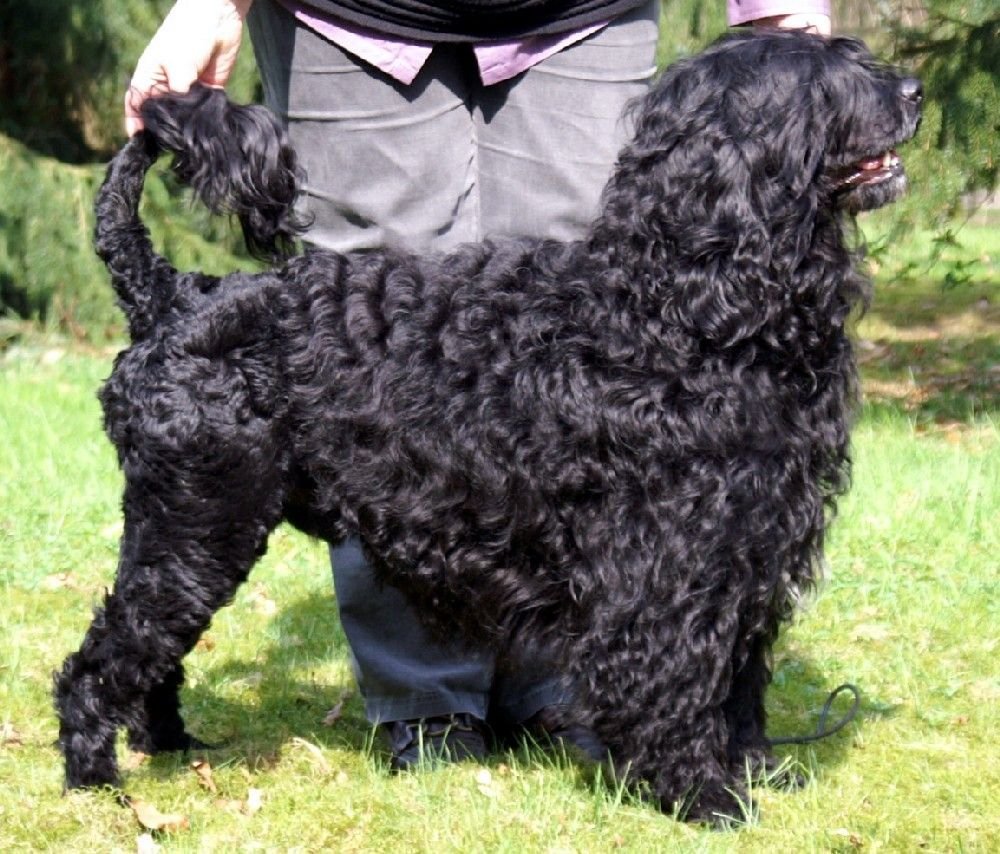 Portuguese Water Dog: The Aquatic Adventurer (image credits: wikimedia)