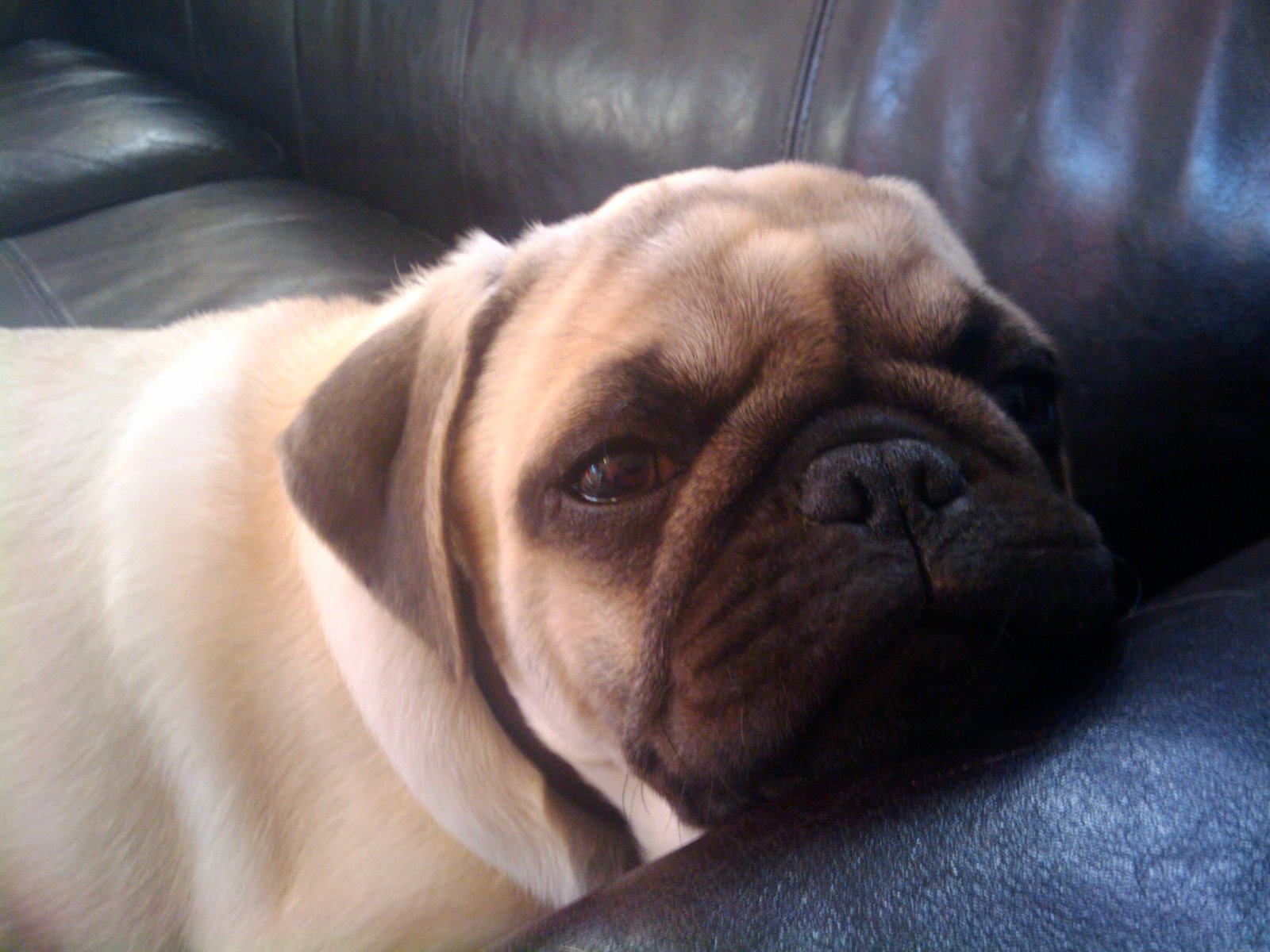 Low Energy Levels for a Relaxed Lifestyle (image credits: wikimedia)