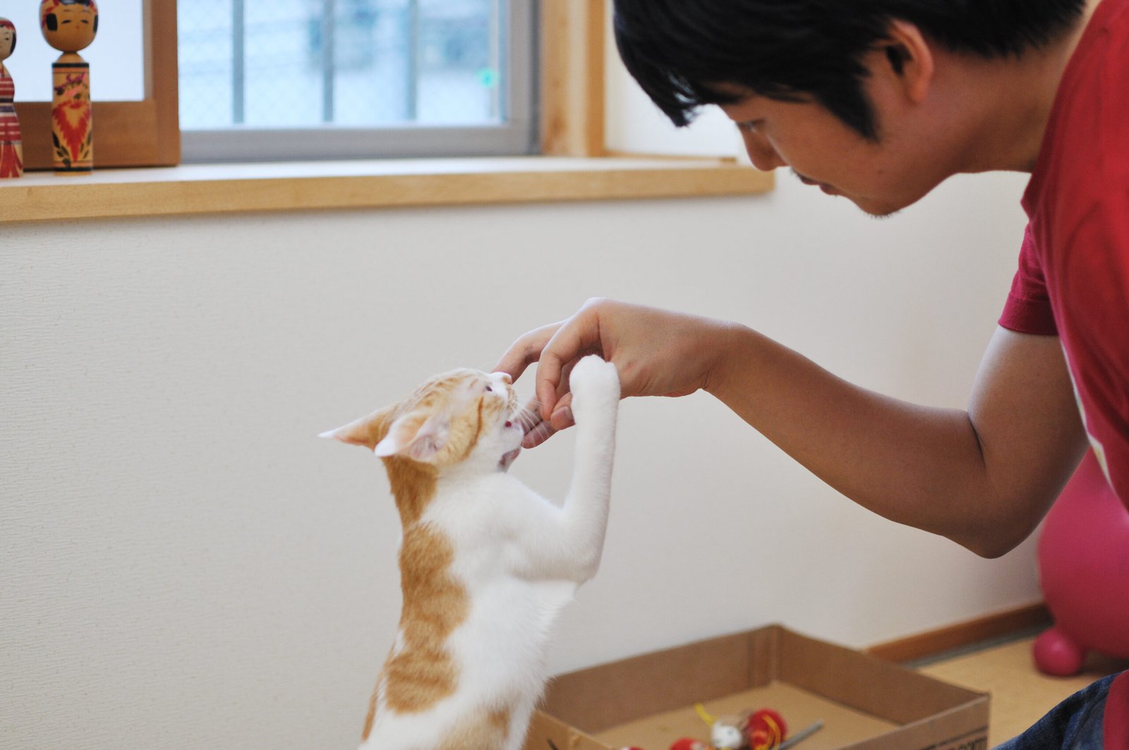 Positive Reinforcement and Treats (image credits: wikimedia)