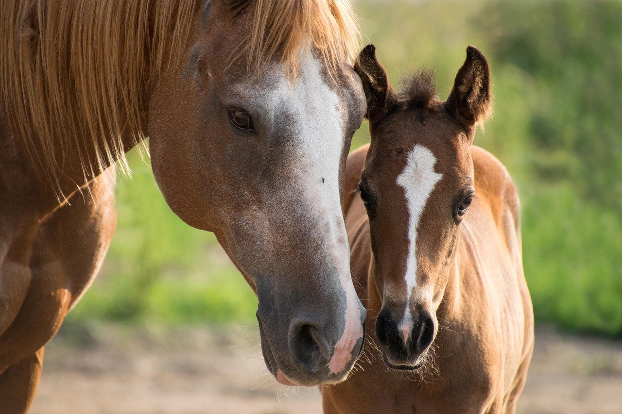 Bright Eyes and Ears Forward (image credits: pixabay)