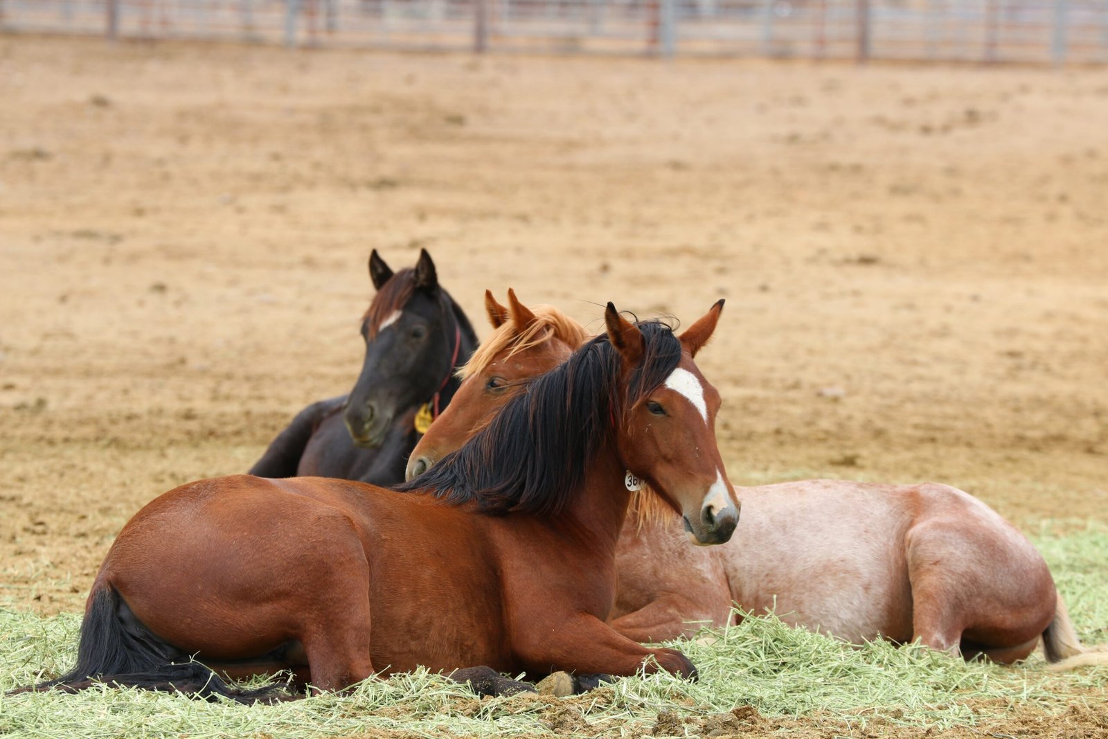 Relaxed Body Language (image credits: wikimedia)