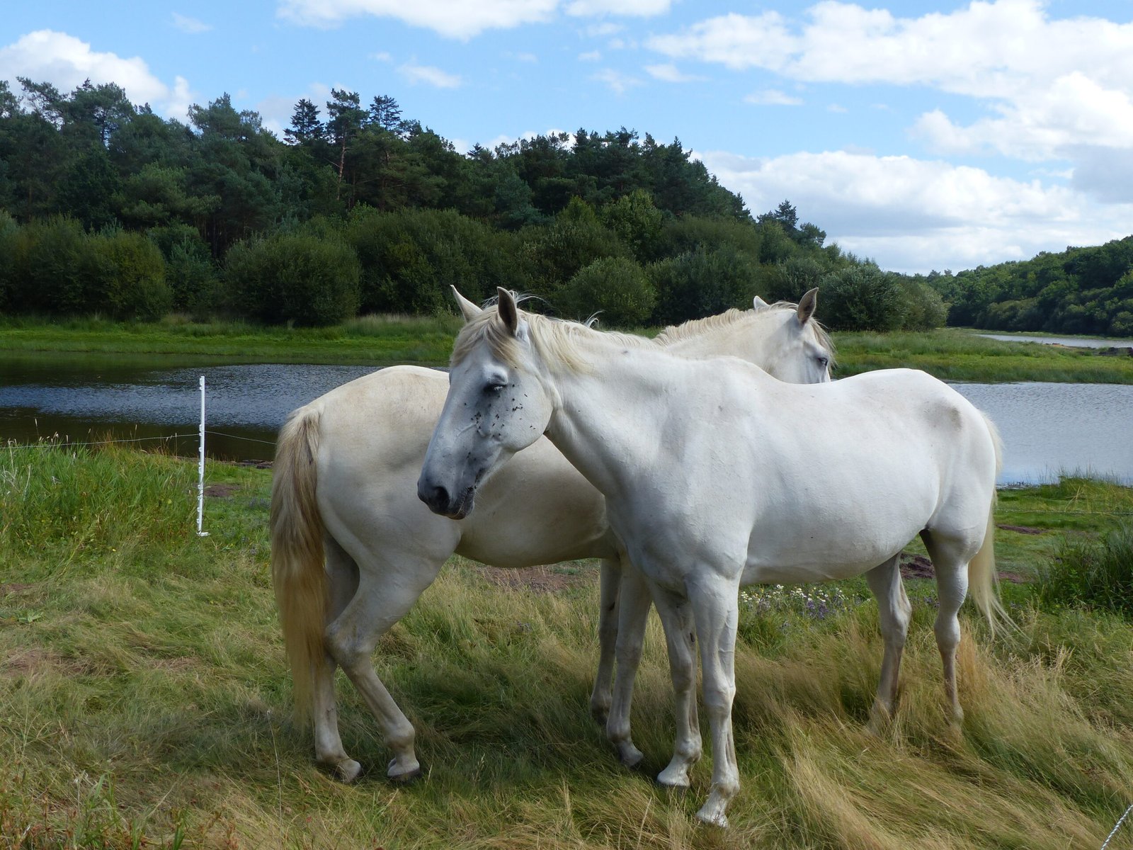 Bonding with Companions (image credits: wikimedia)