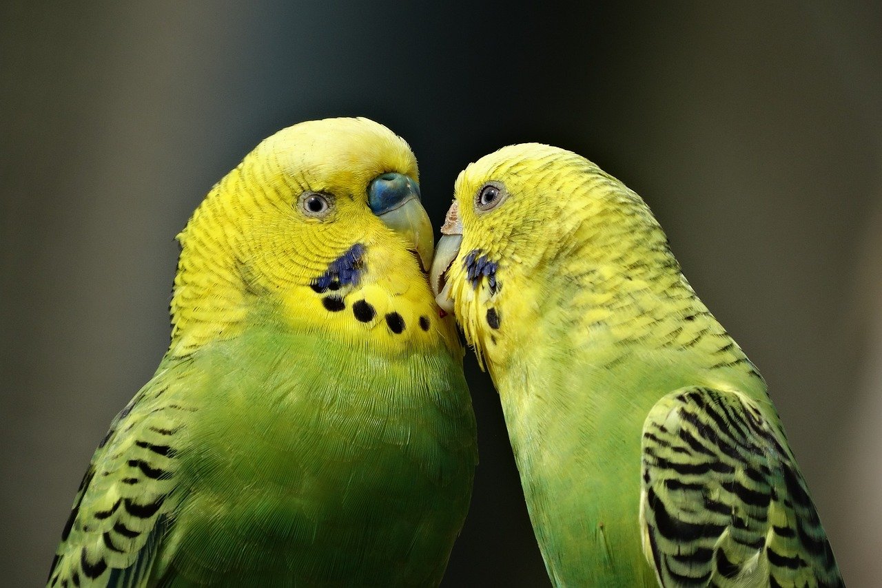 Budgerigars: Small Birds with Big Personalities (image credits: pixabay)