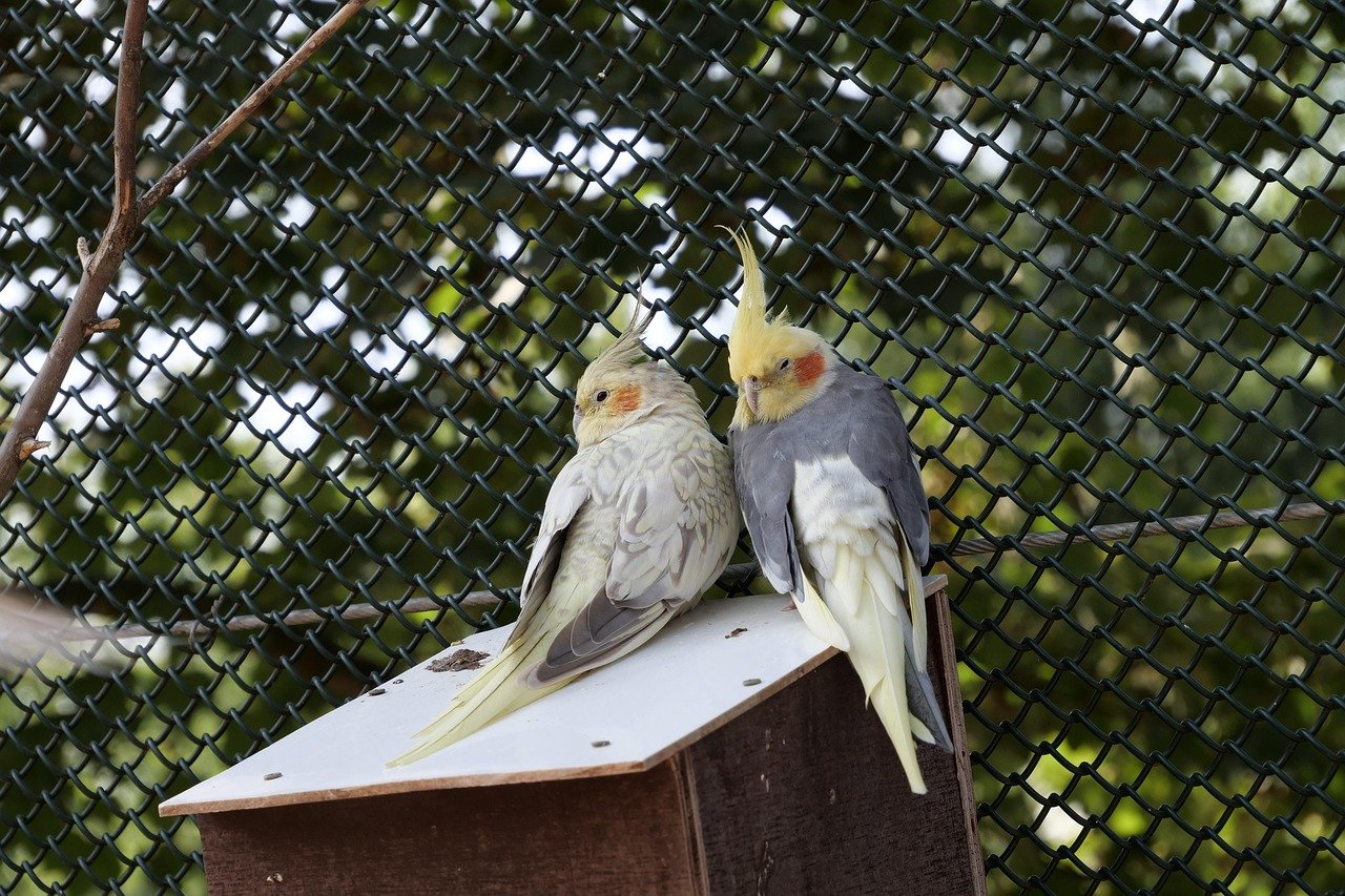 Cockatiels: The Whistling Charmers (image credits: pixabay)
