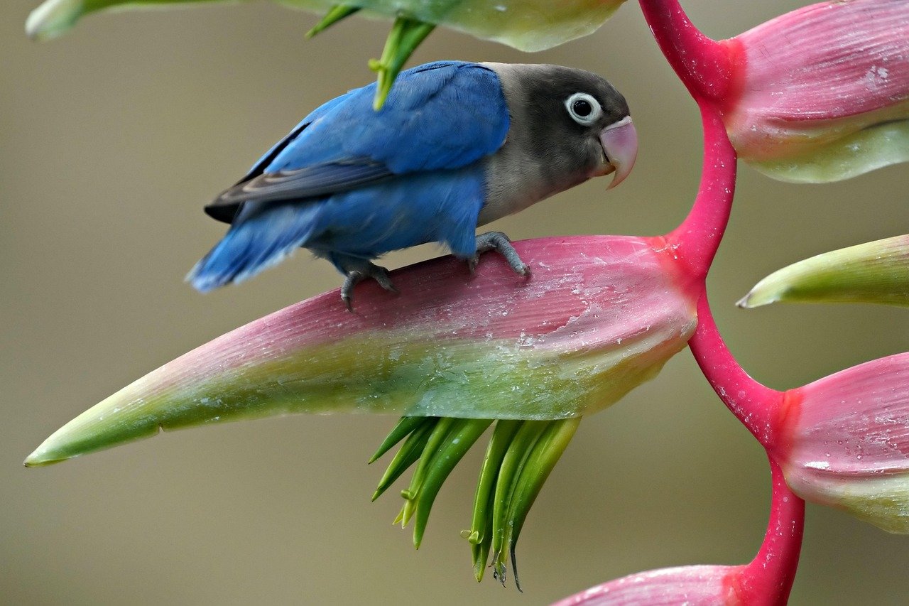 Lovebirds: Tiny Packages of Energy (image credits: pixabay)