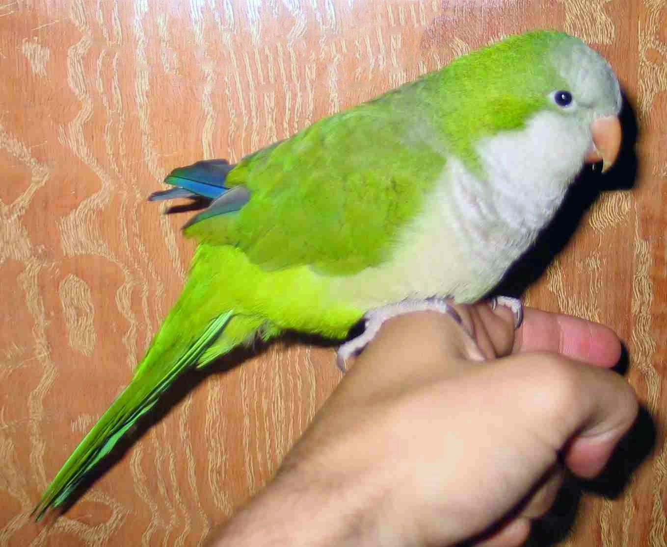 Quaker Parrots: The Social Architects (image credits: wikimedia)