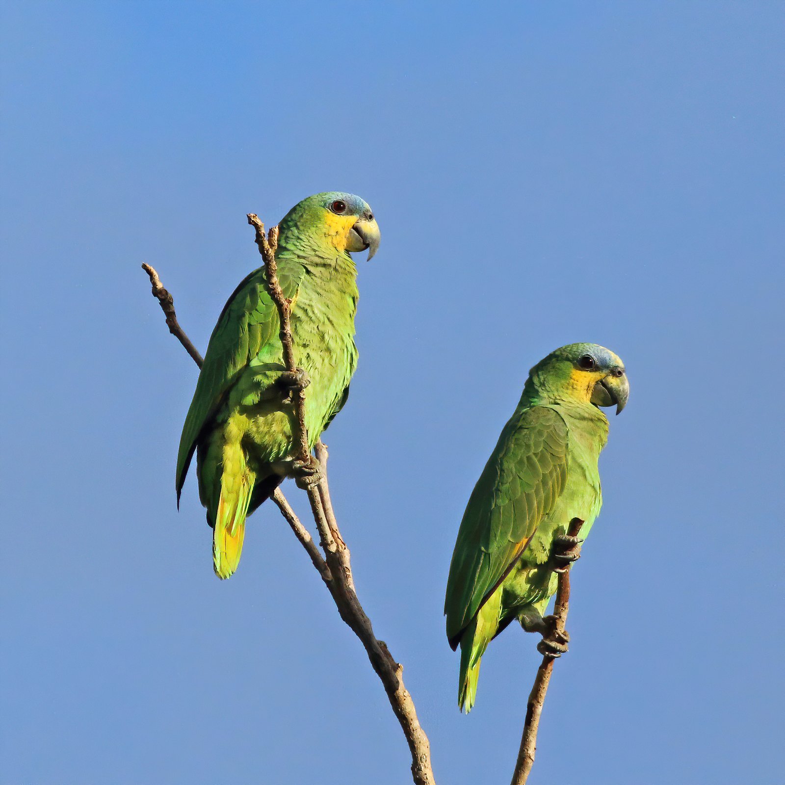 Amazon Parrots: The Entertainers (image credits: wikimedia)
