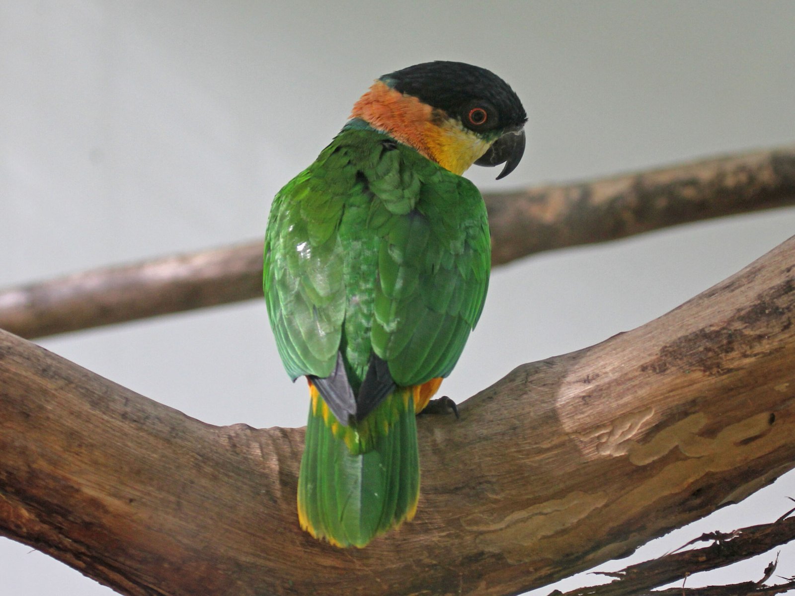 Caiques: The Energetic Acrobats (image credits: wikimedia)