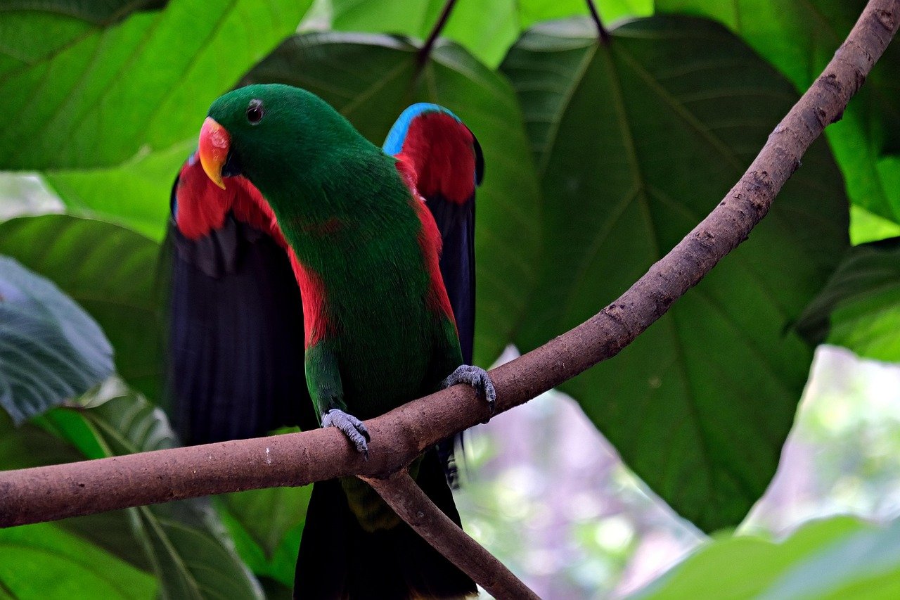 Eclectus Parrots: The Colorful Comedians (image credits: pixabay)