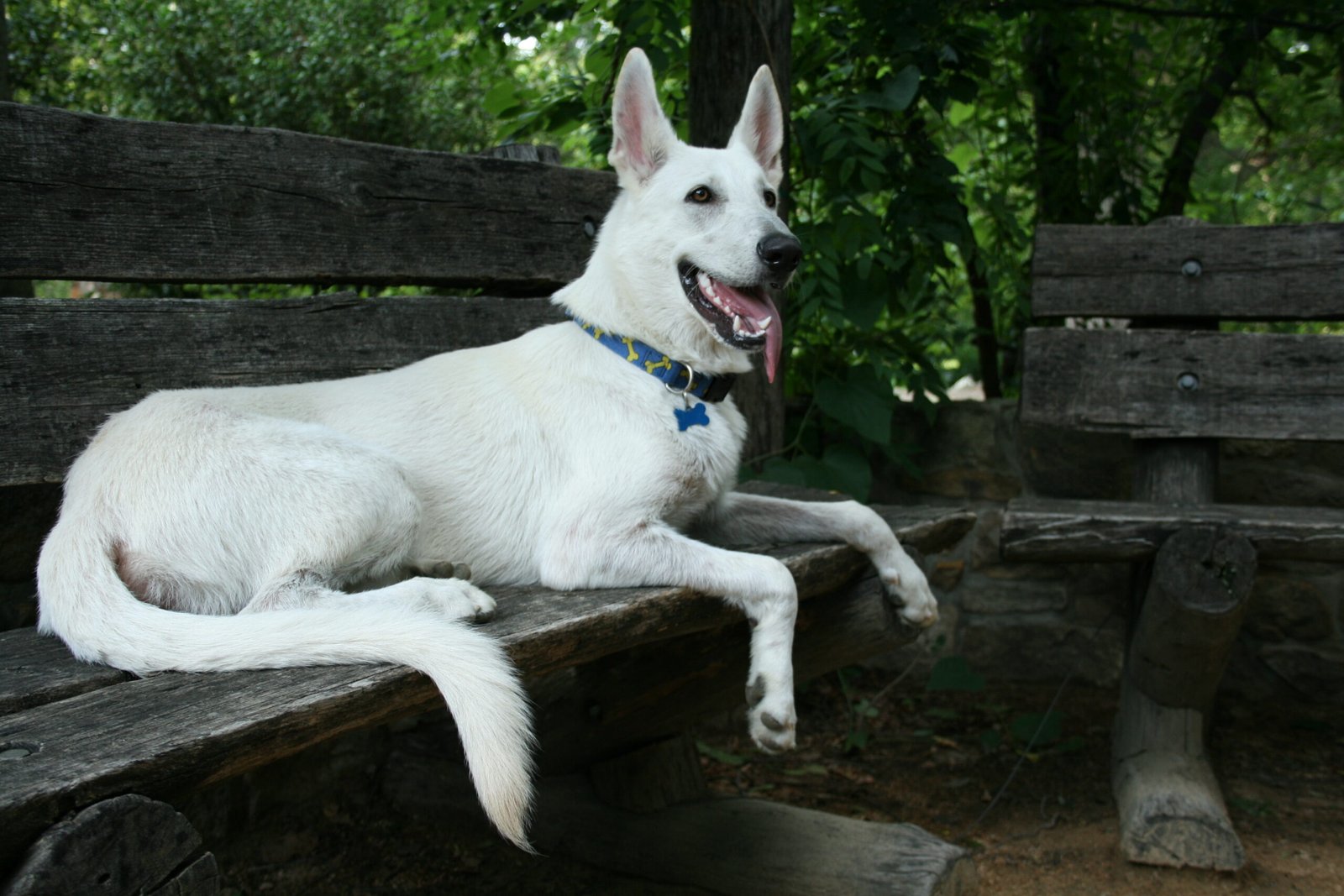 White German Shepherd: The Snowy Sentinel (image credits: wikimedia)