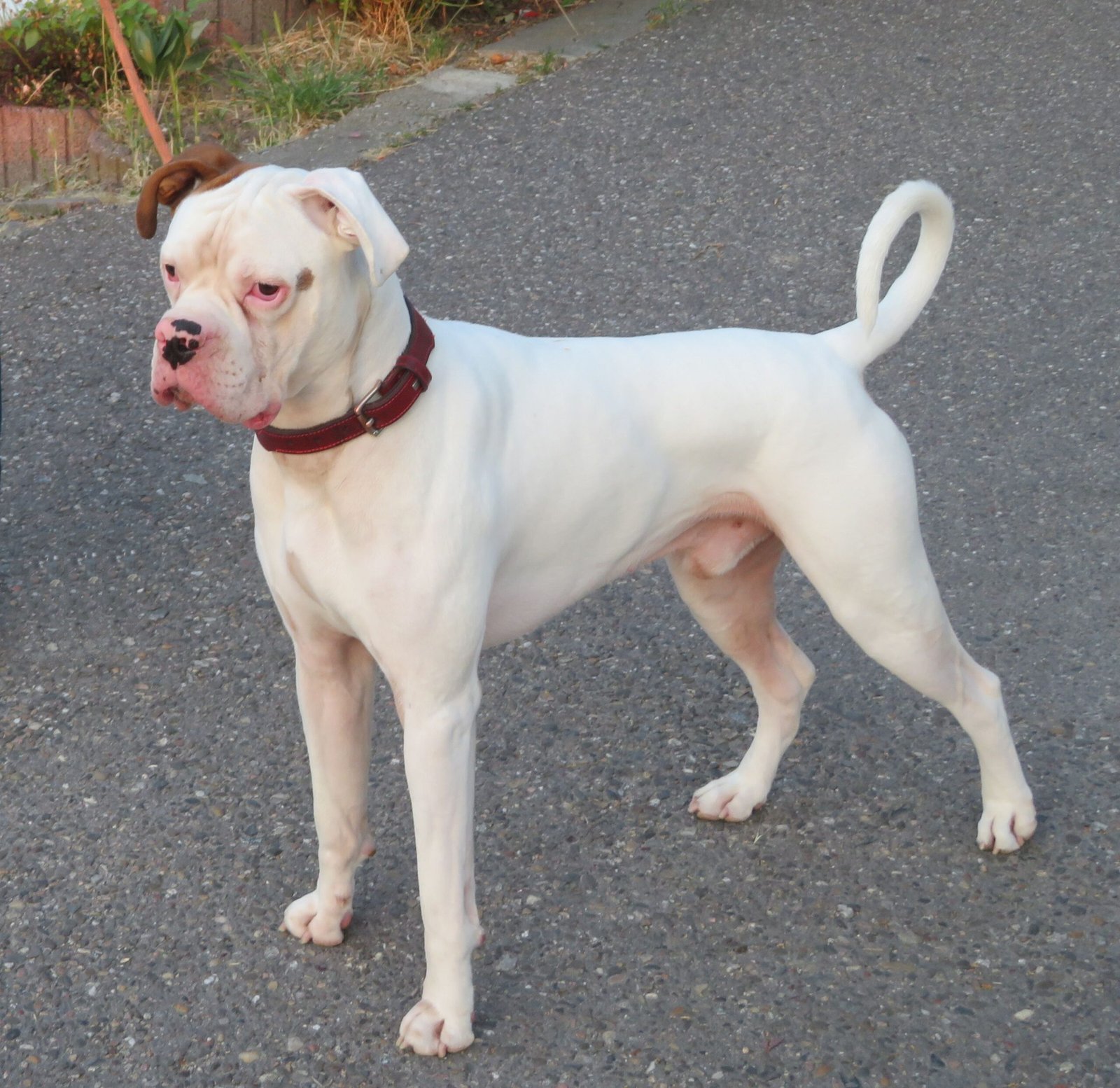 White Boxer: The Playful Pal (image credits: wikimedia)