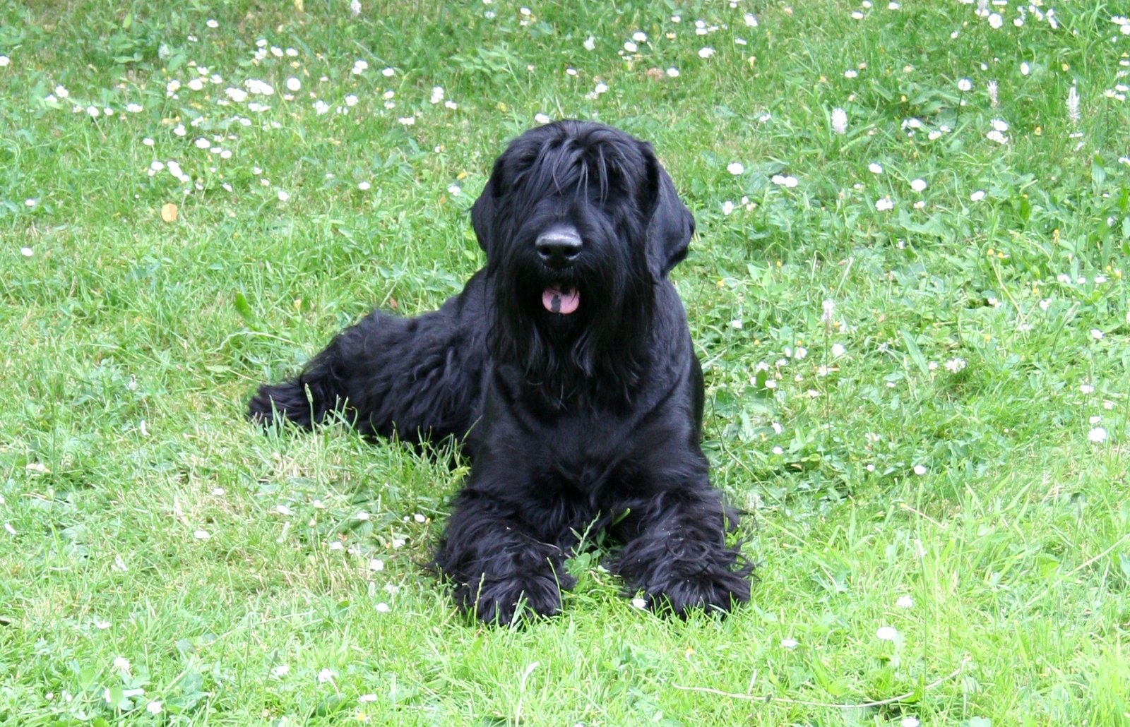 Black Russian Terrier: The Mysterious Guardian (image credits: wikimedia)