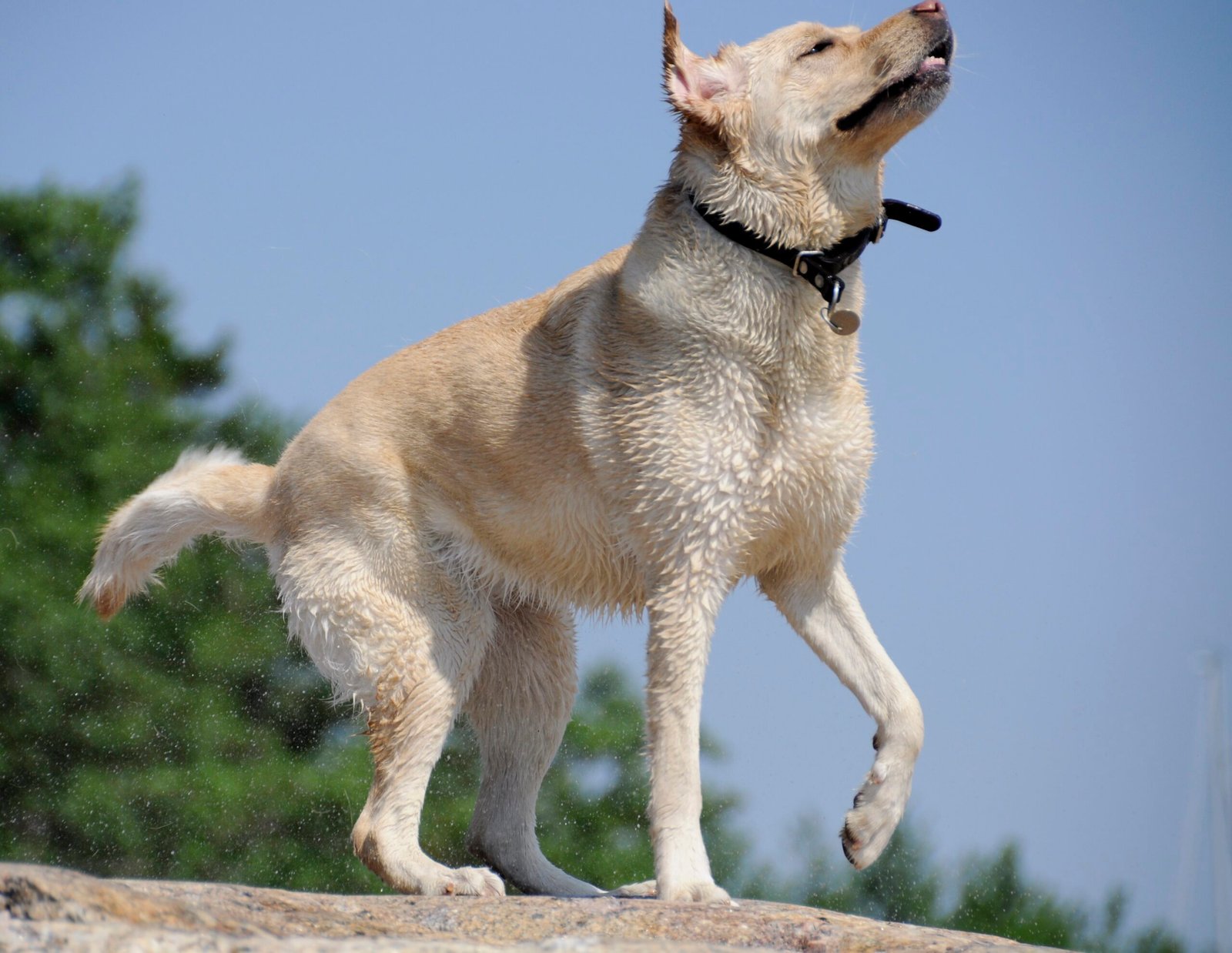 Yellow Labrador Retriever: The Sunny Companion (image credits: wikimedia)