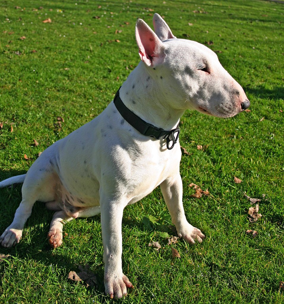 White Bull Terrier: The Unique Charmer (image credits: wikimedia)