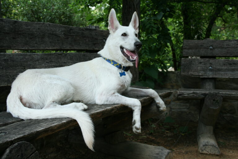 Monochrome Mutts: 12 Solid-Colored Dogs
