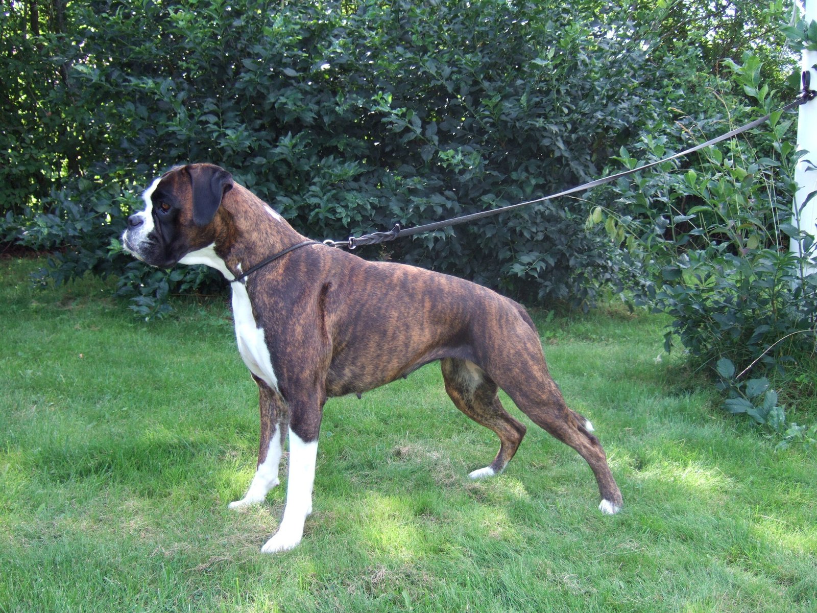 3. The Brindle Boxer (image credits: wikimedia)