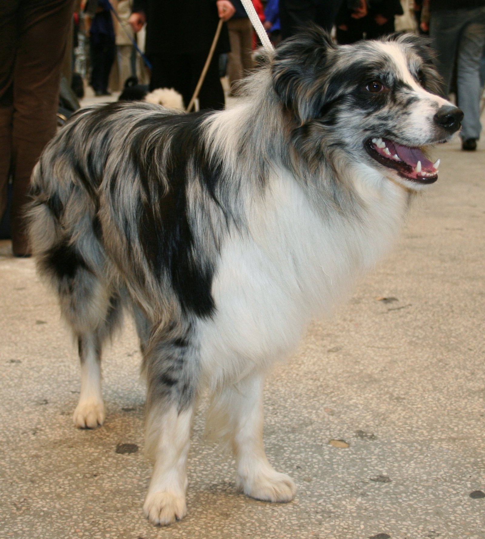 13. The Blue Merle Border Collie (image credits: wikimedia)