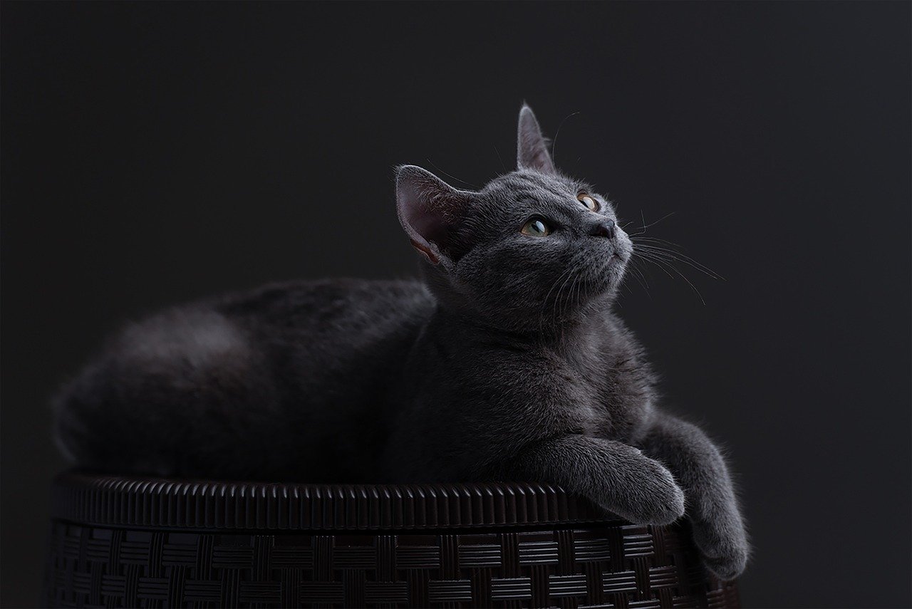 Russian Blue: The Elegant Minimalist (image credits: pixabay)