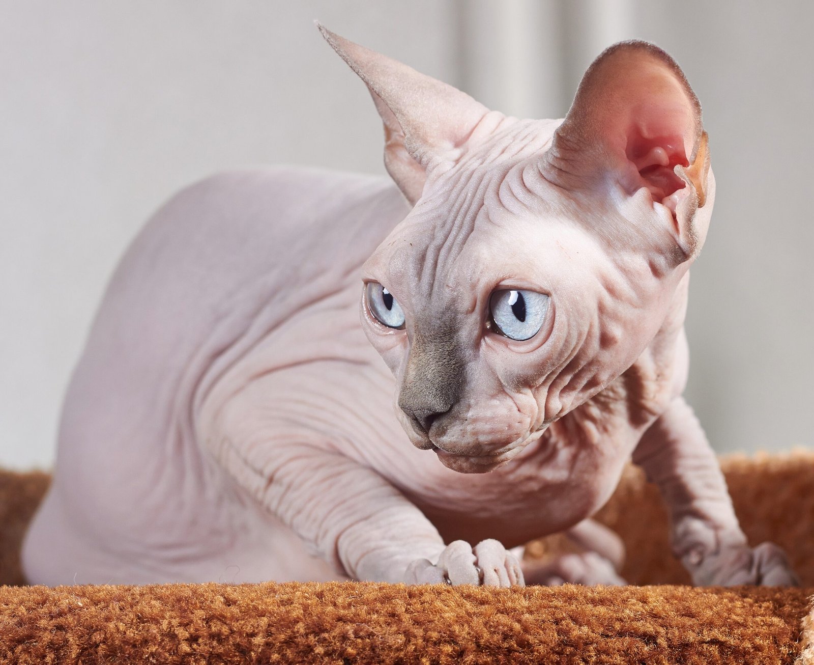 Sphynx: The Unique Low-Maintenance Friend (image credits: wikimedia)