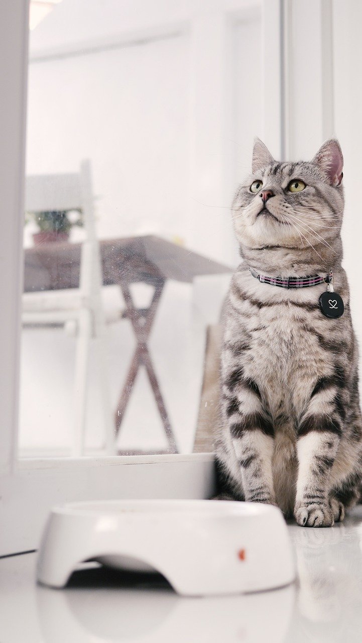 American Shorthair: The Easygoing Classic (image credits: pixabay)