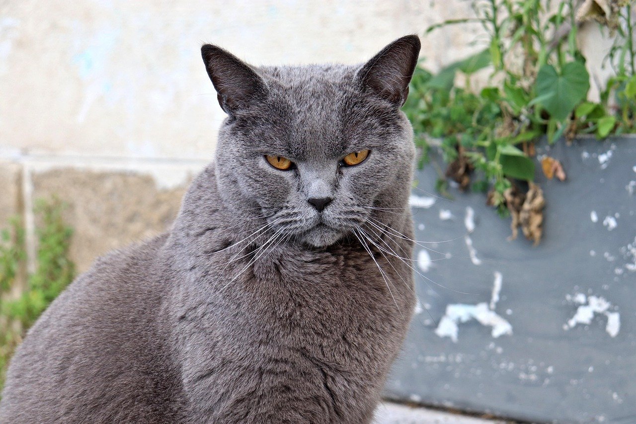 Chartreux: The Silent Observer (image credits: pixabay)