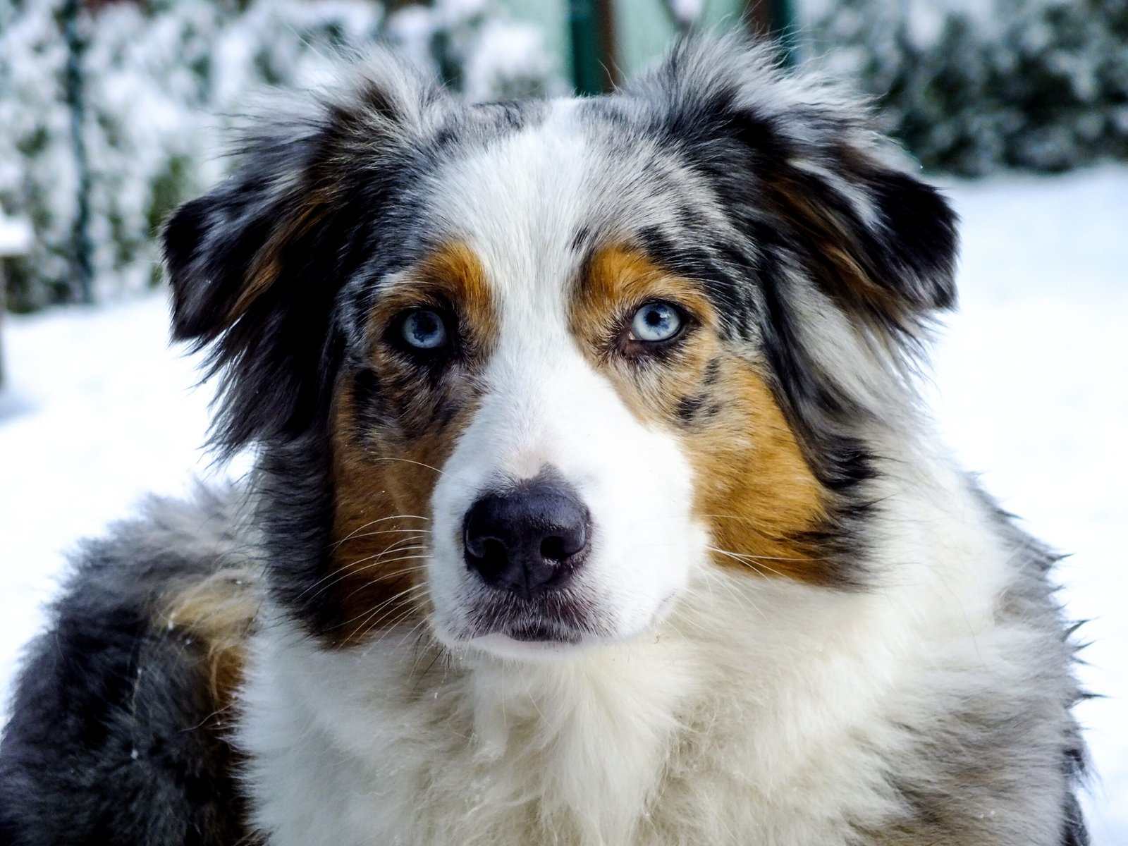 Australian Shepherd: The Multicolored Marvel (image credits: wikimedia)