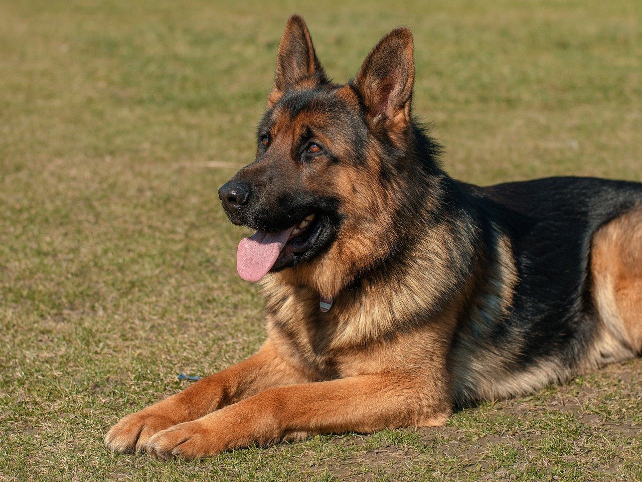 German Shepherd: The Versatile Tracker (image credits: pixabay)