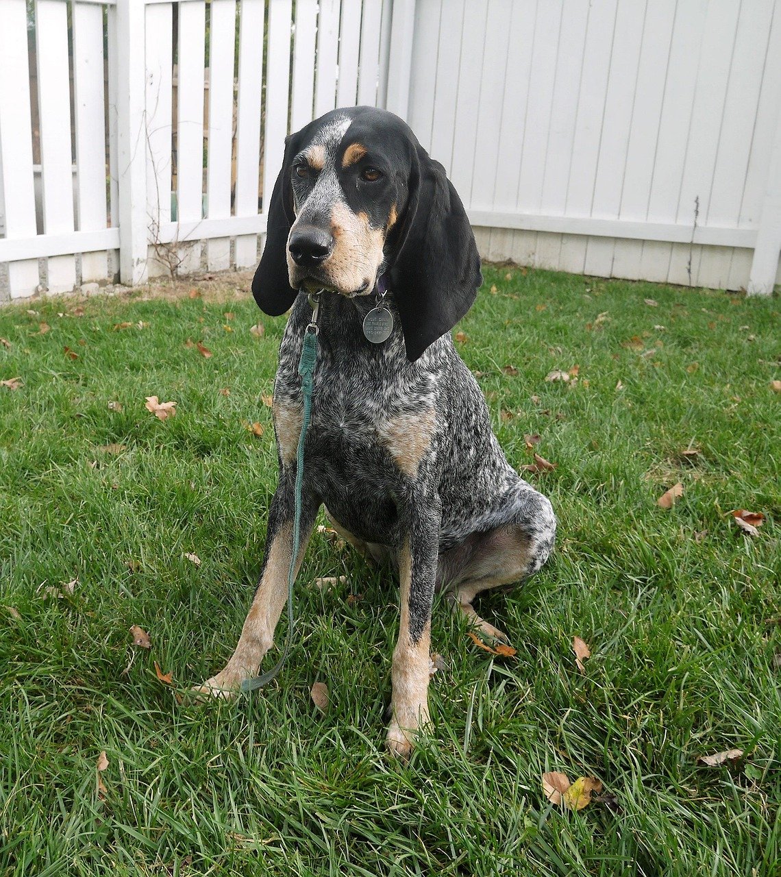 Coonhound: The Tenacious Tracker (image credits: pixabay)