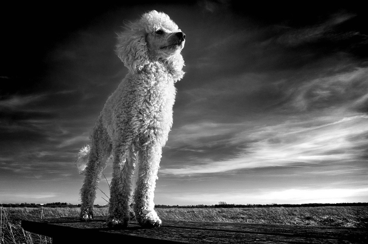 9. Poodle: The Sound Savant (image credits: pixabay)
