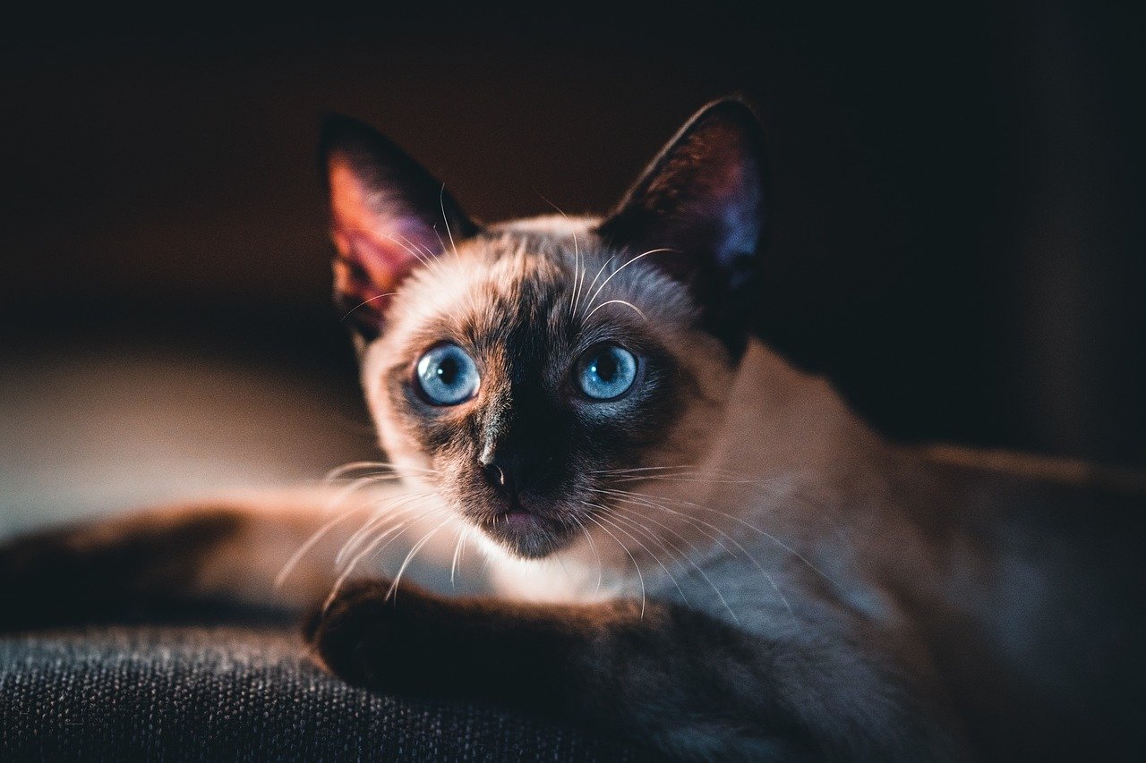 Expressive Personalities (image credits: pixabay)