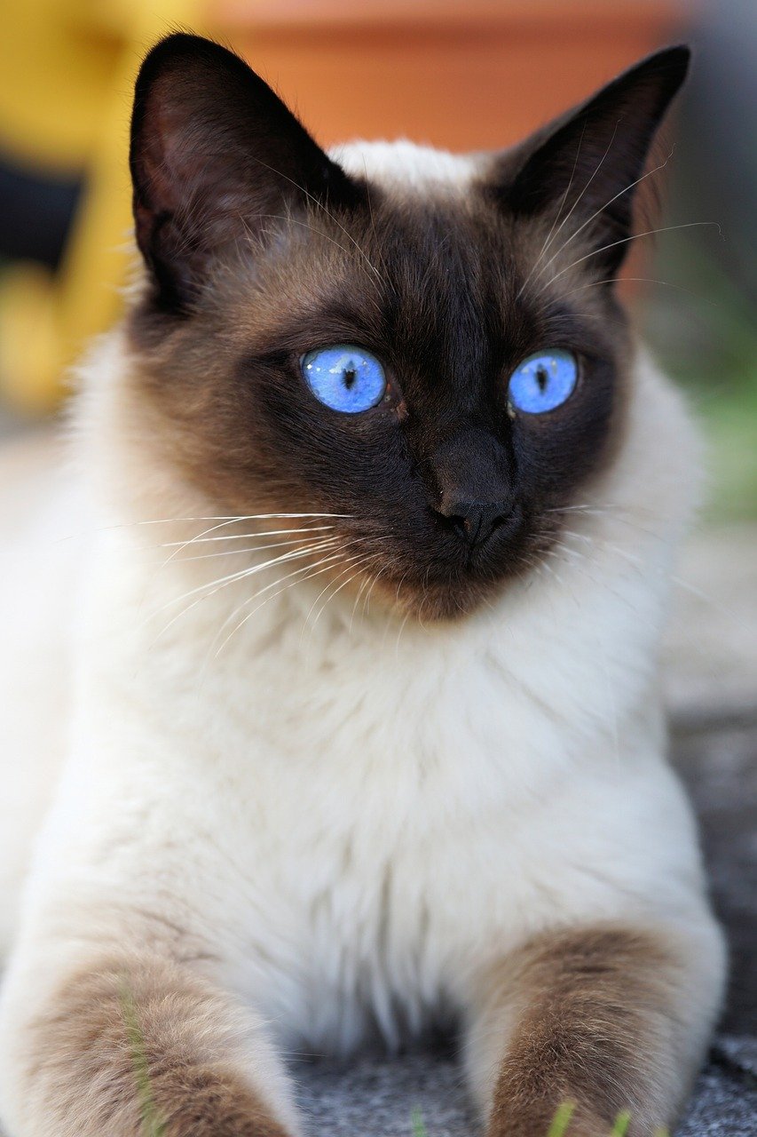 Social Interactions with Other Pets (image credits: pixabay)