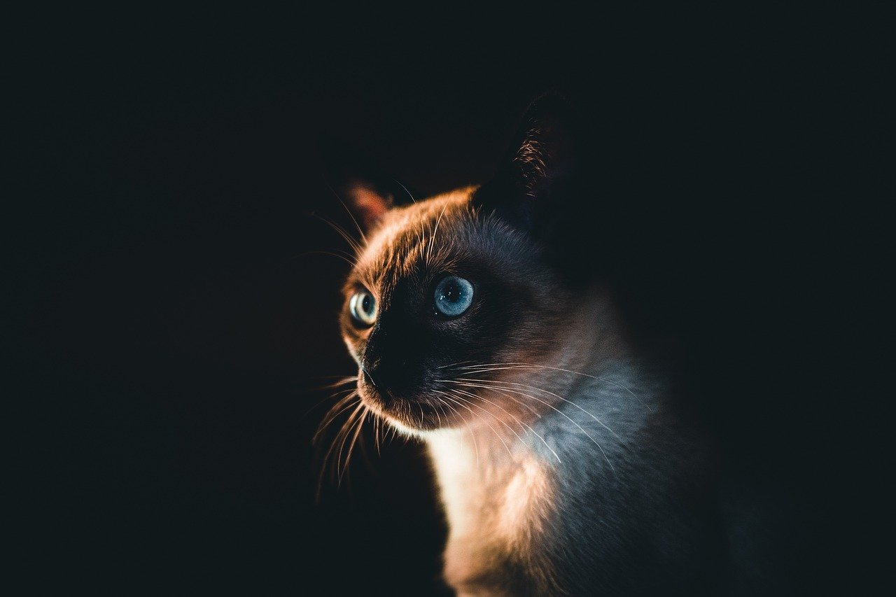 Training and Vocalization (image credits: pixabay)