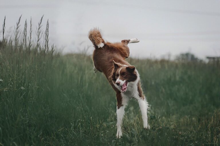 The Most Playful Dog Breeds for Family Fun
