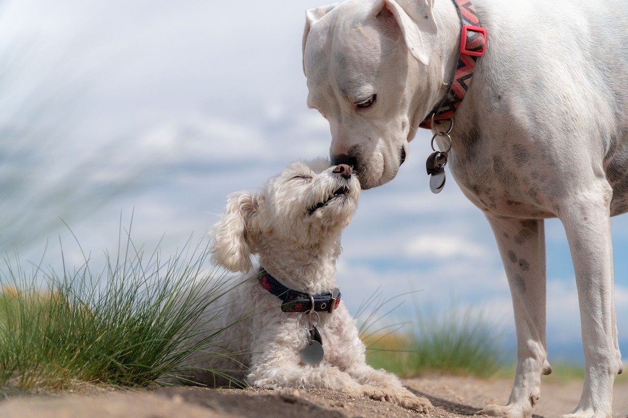 10 Ways to Encourage Your Dog to Be More Friendly and Sociable