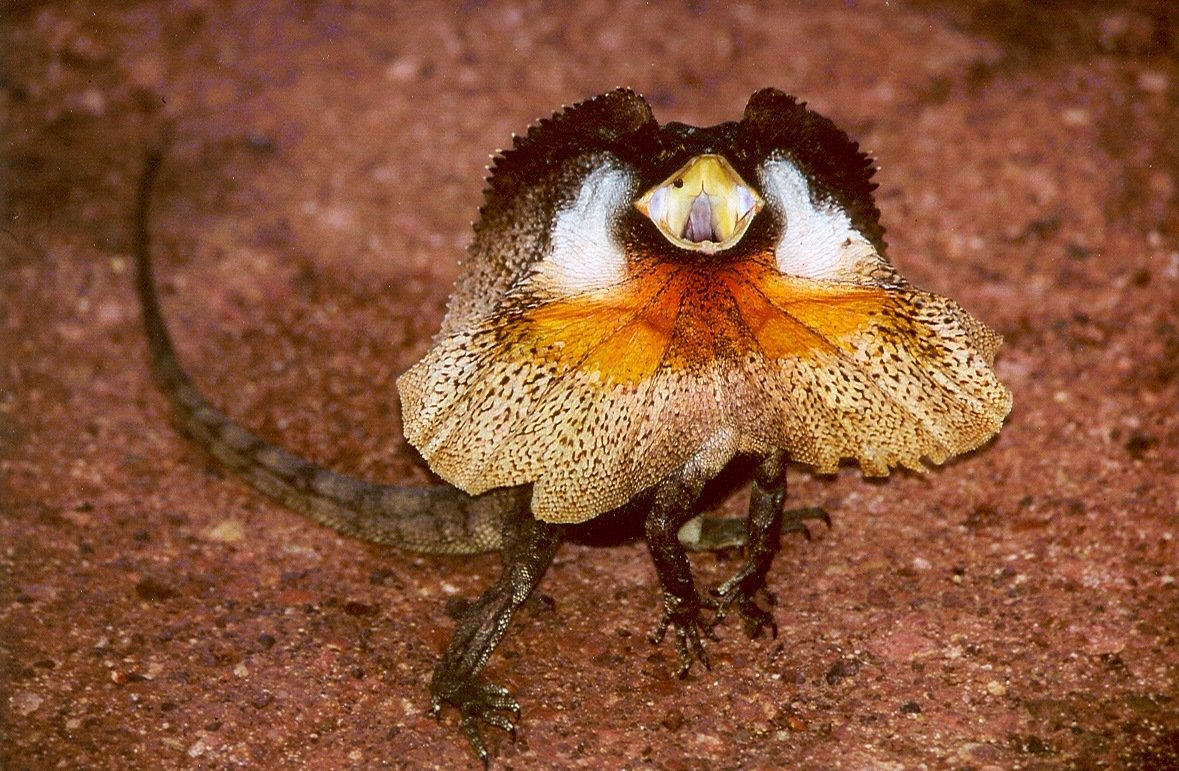 Frilled Dragon: The Dramatic Performer (image credits: wikimedia)
