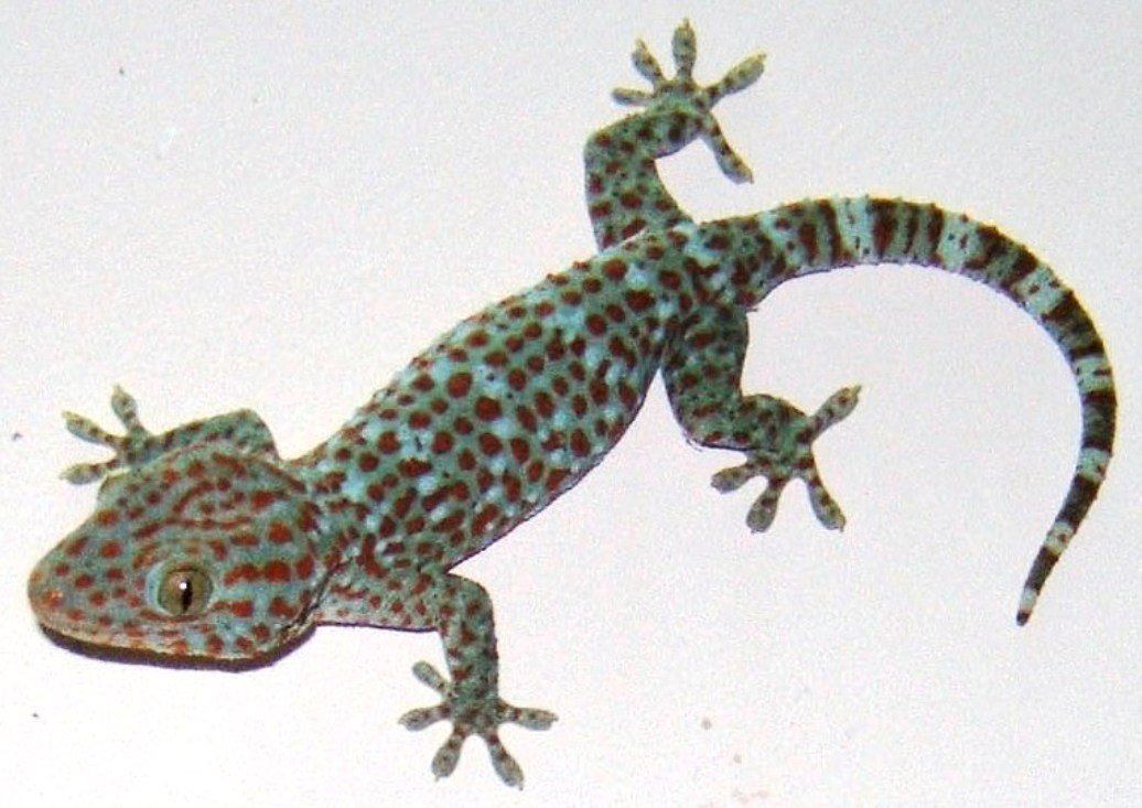 Tokay Gecko: The Vocal Virtuoso (image credits: wikimedia)