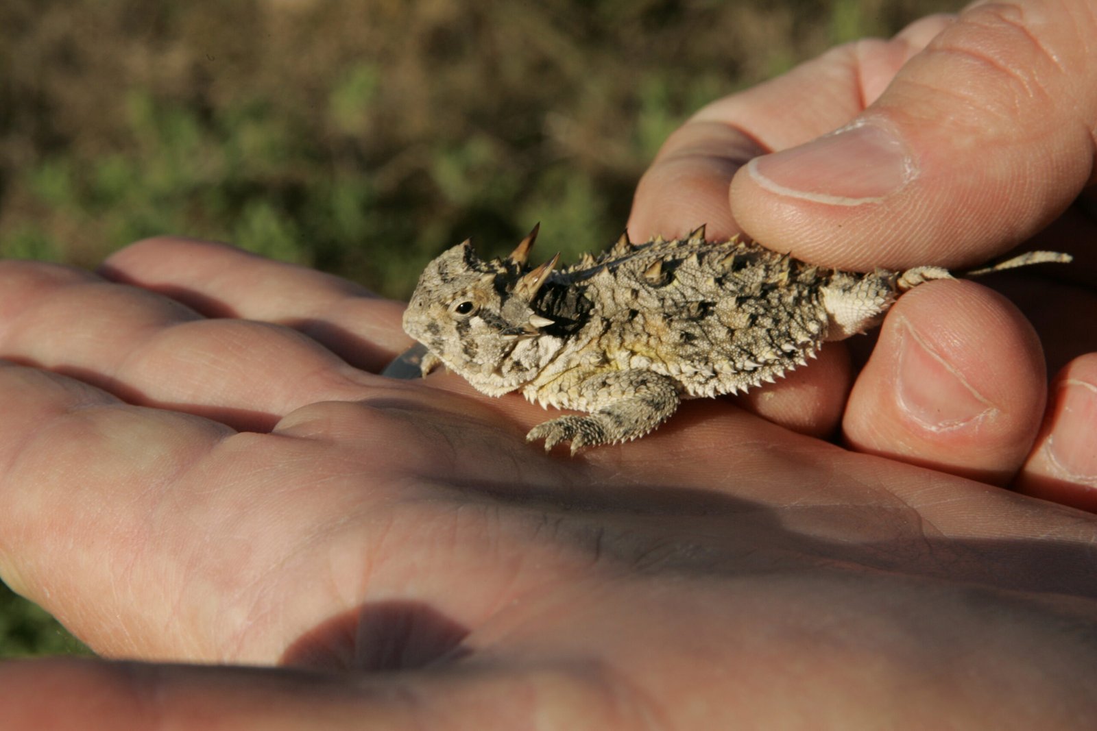 Horned Lizard: Nature's Armored Tank (image credits: wikimedia)