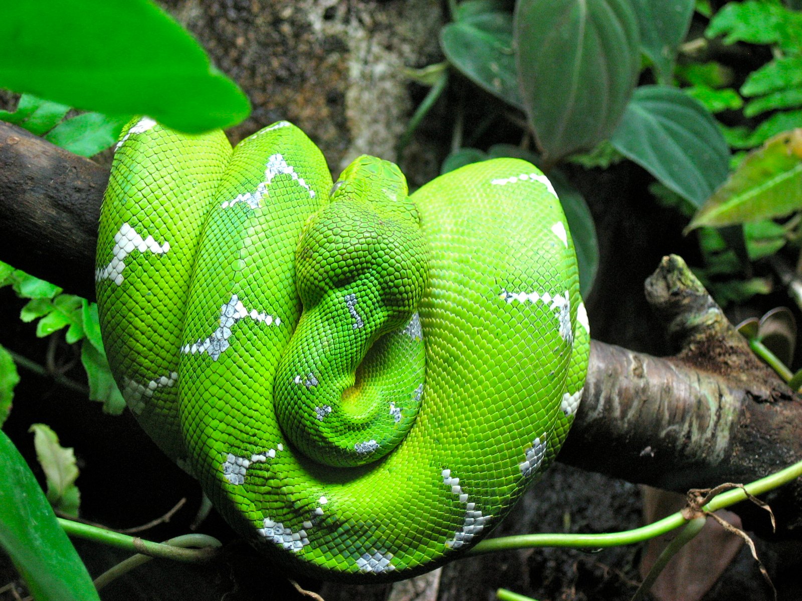 Emerald Tree Boa: The Emerald Enigma (image credits: wikimedia)