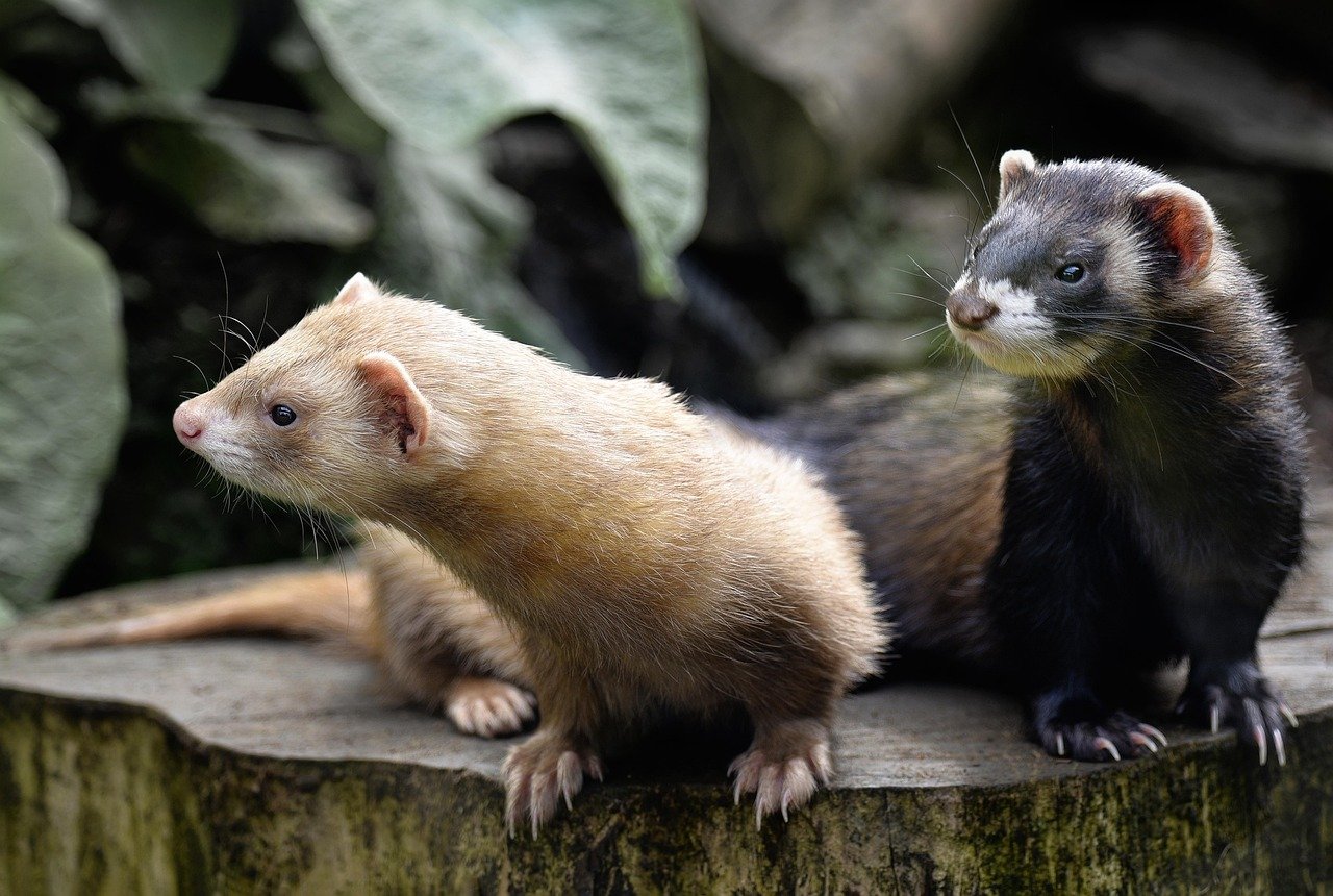 Ferrets: Mischievous Companions (image credits: pixabay)