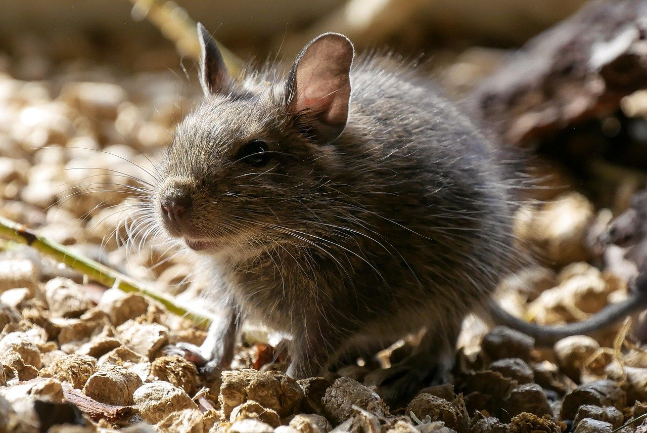 Degus: Social and Intelligent (image credits: pixabay)