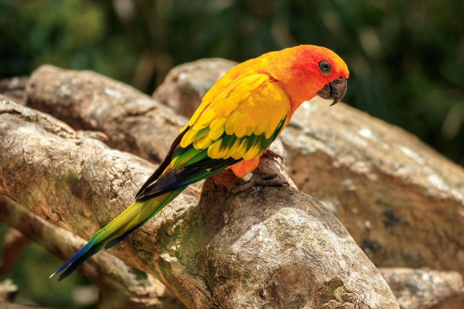 Parakeets: Lively and Vocal (image credits: wikimedia)