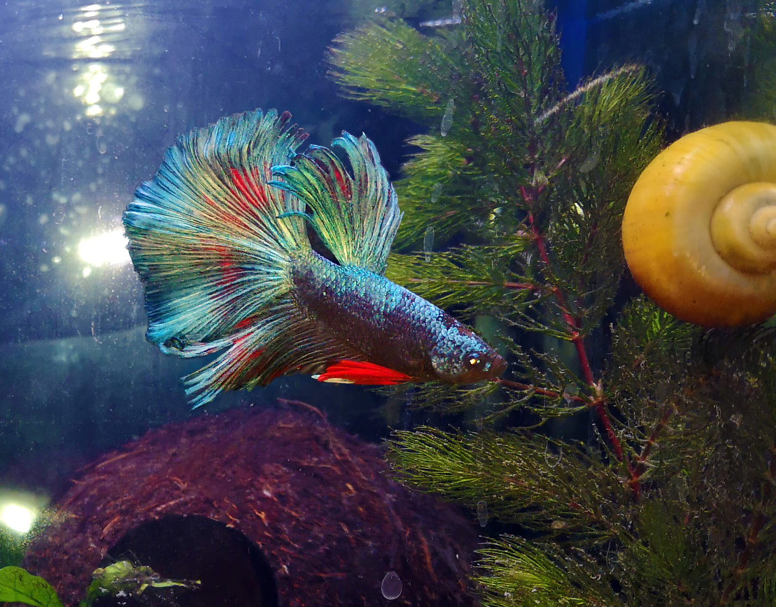 Betta Fish: Vibrant and Low-Maintenance (image credits: wikimedia)