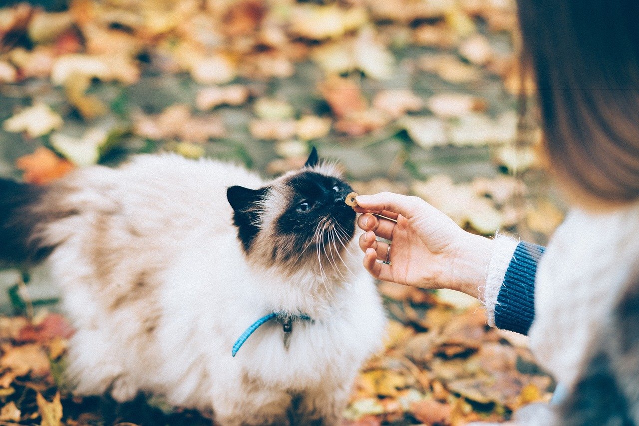 Birman: The Loyal Family Friend (image credits: pixabay)