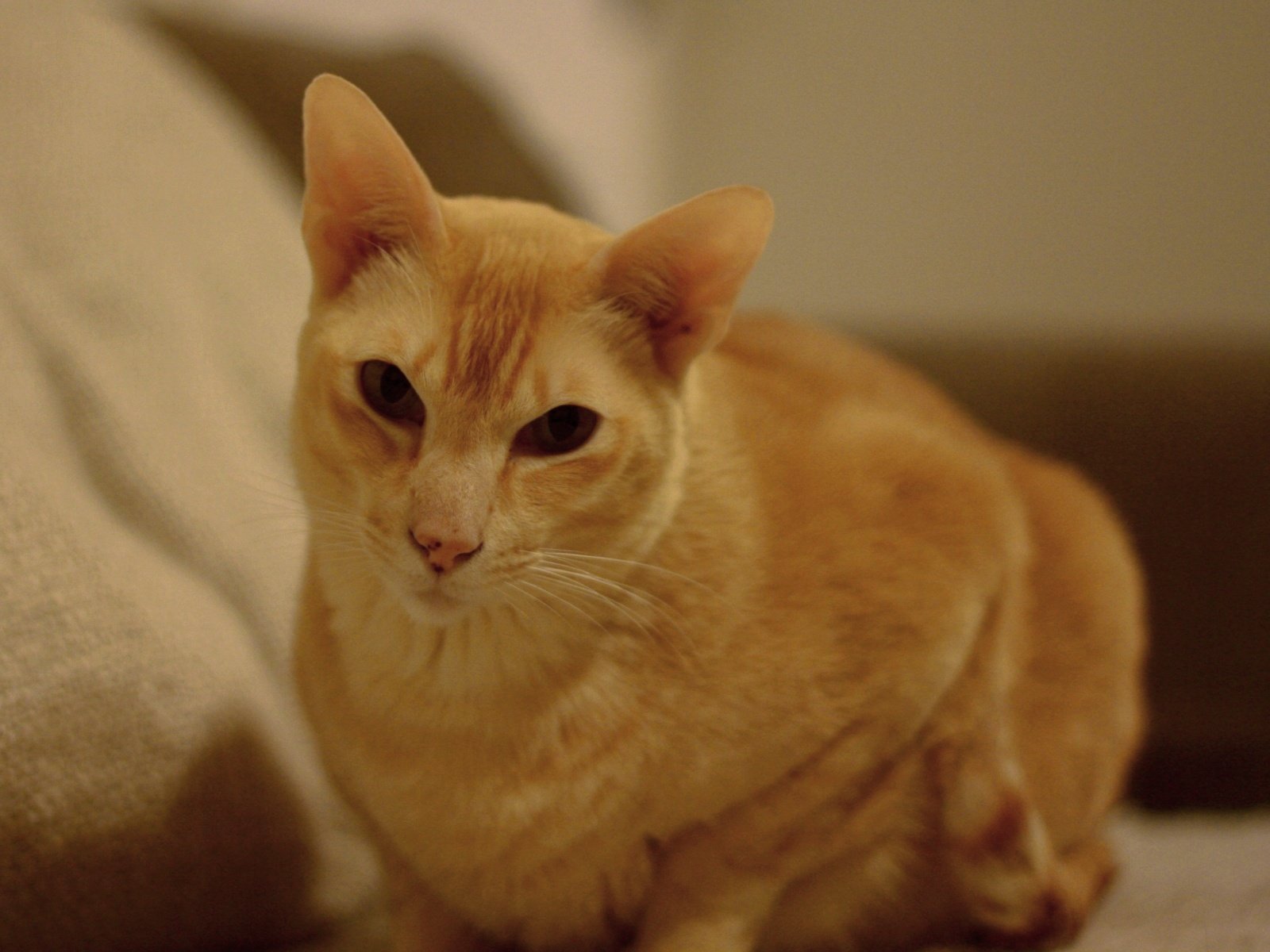 Tonkinese: The Energetic Entertainer (image credits: wikimedia)