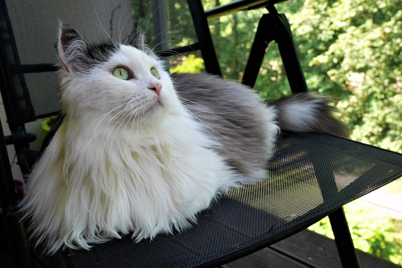 Norwegian Forest Cat: The Solitary Explorer (image credits: pixabay)