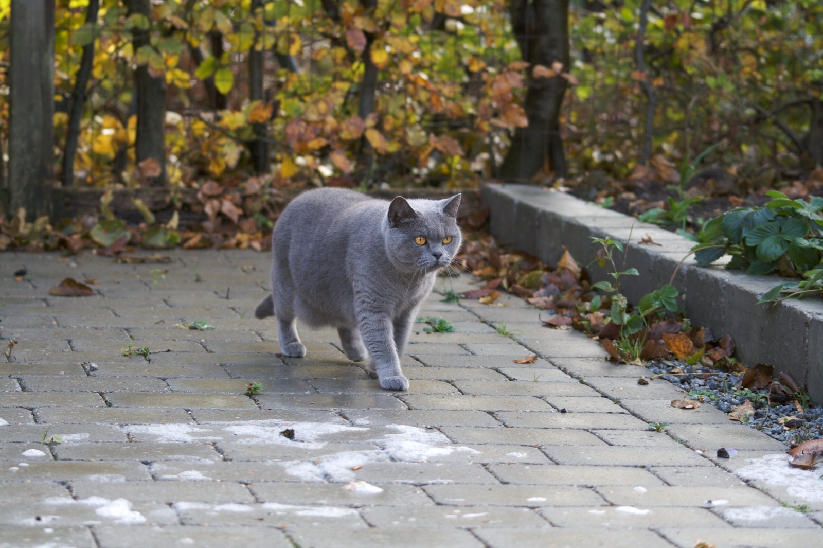 British Shorthair: The Reserved Companion (image credits: wikimedia)