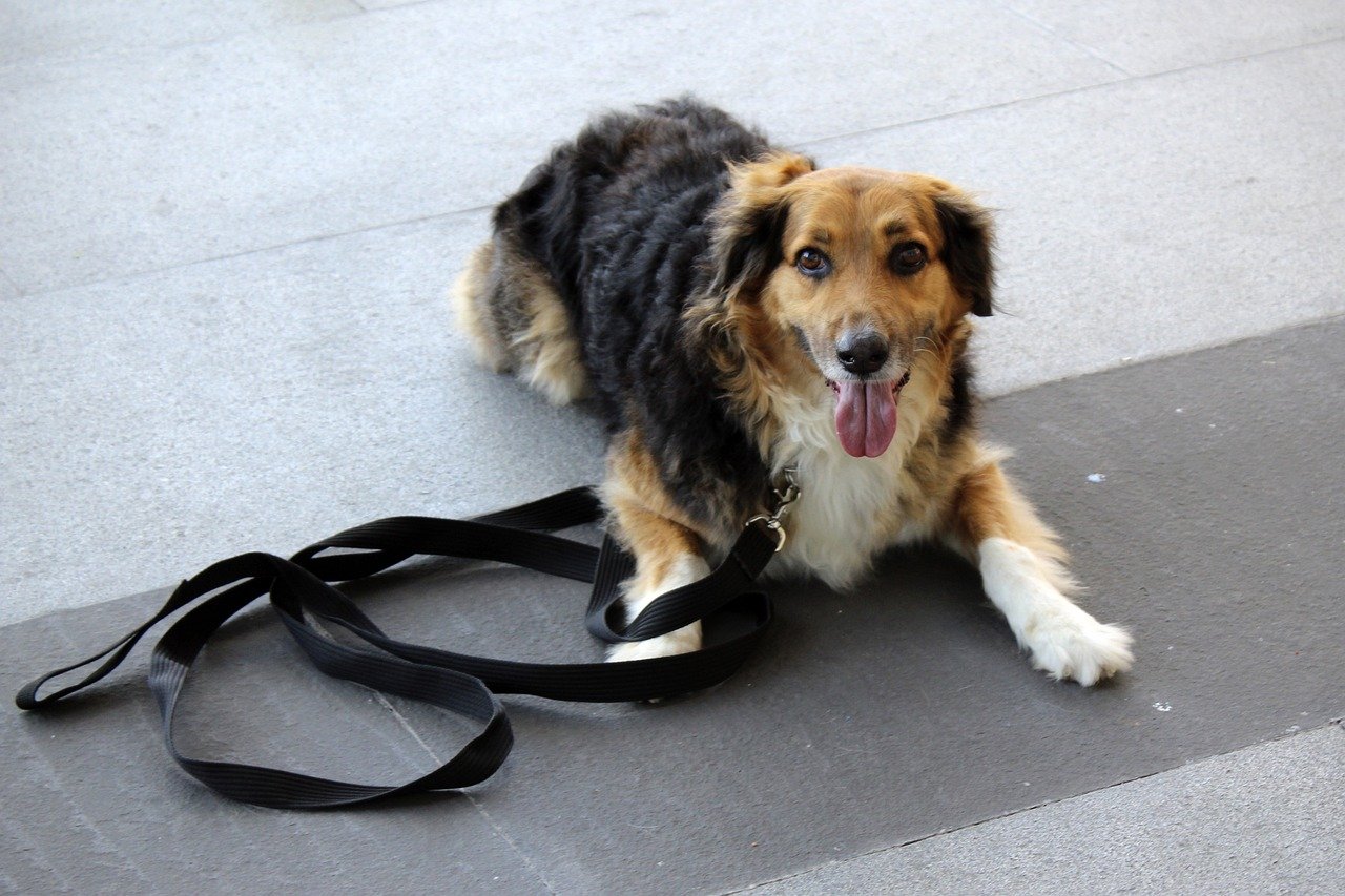 The Nature of Dogs: Creatures of Habit (image credits: pixabay)