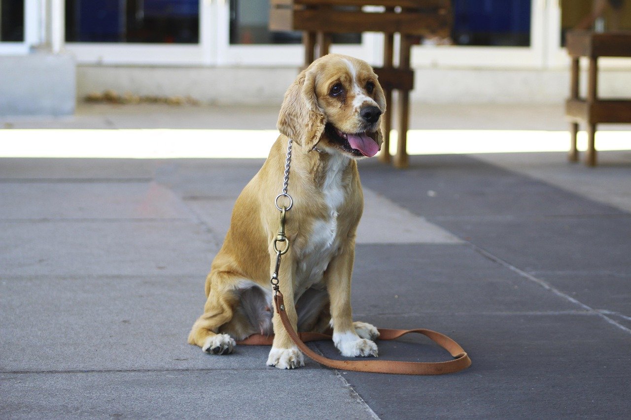 Why Routine Matters More for Certain Breeds (image credits: pixabay)
