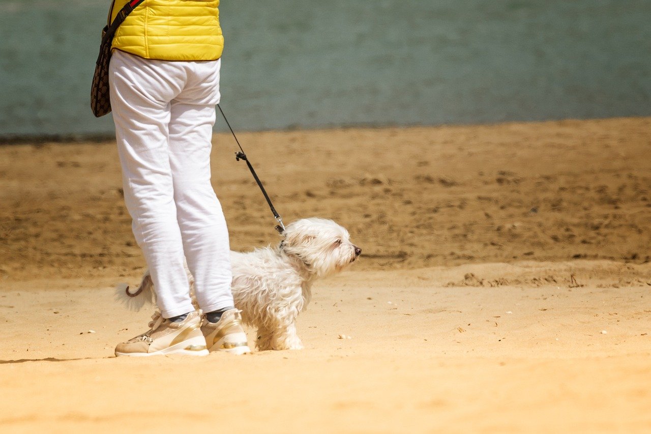 The Role of Instincts in Routine-Loving Breeds (image credits: pixabay)